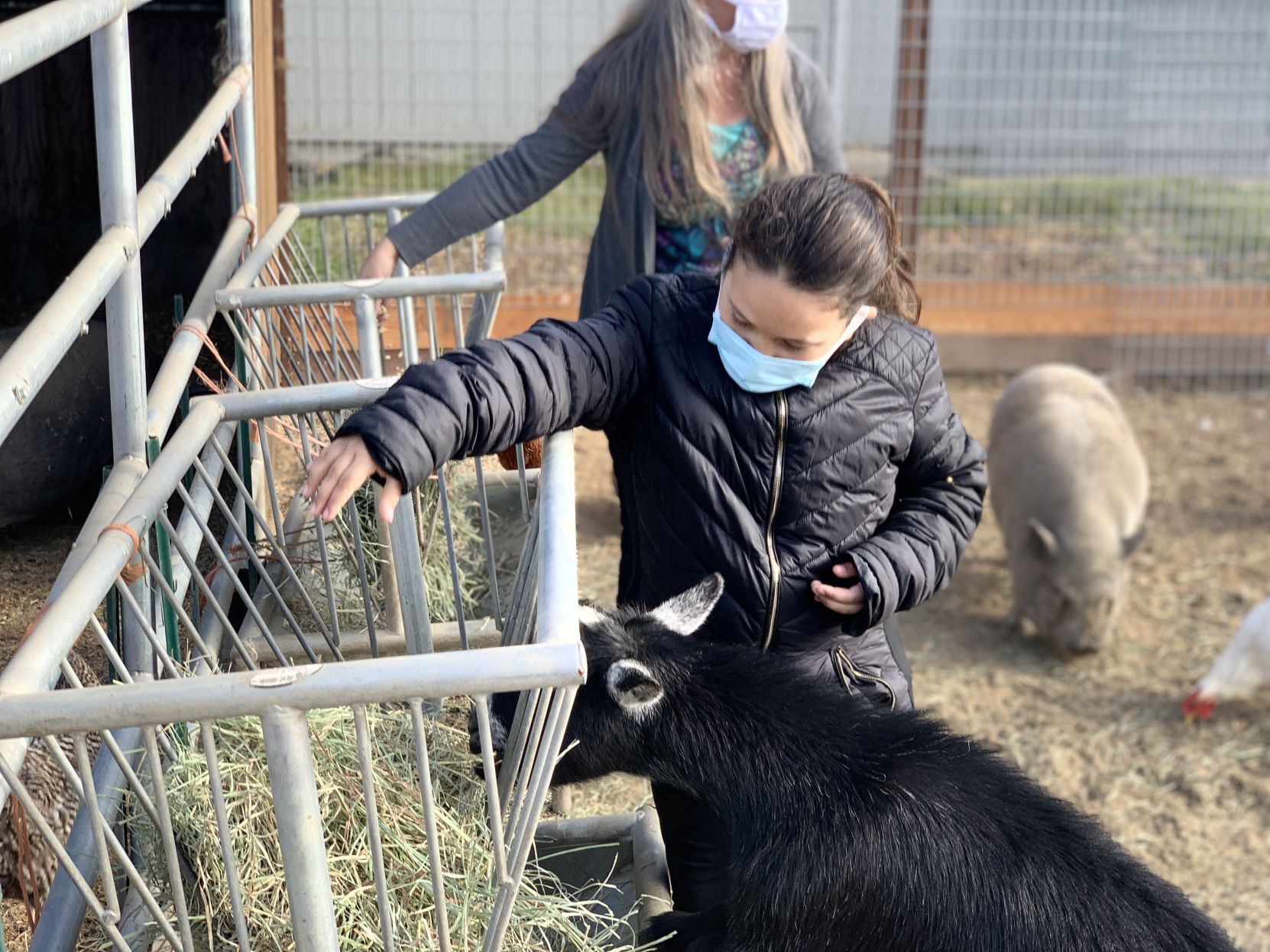 Napa Christian school farm
